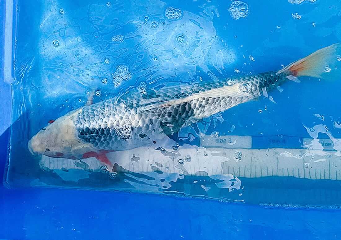 asagi koi for sale in essex