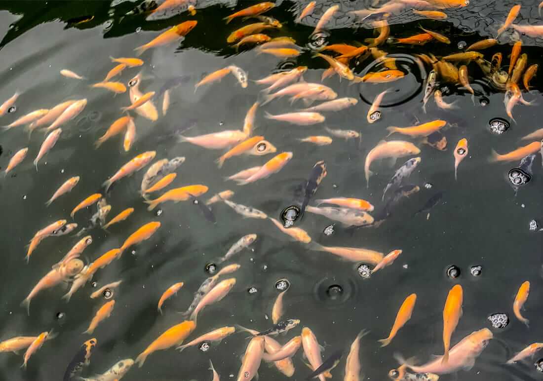 baby koi for sale in chesterfield