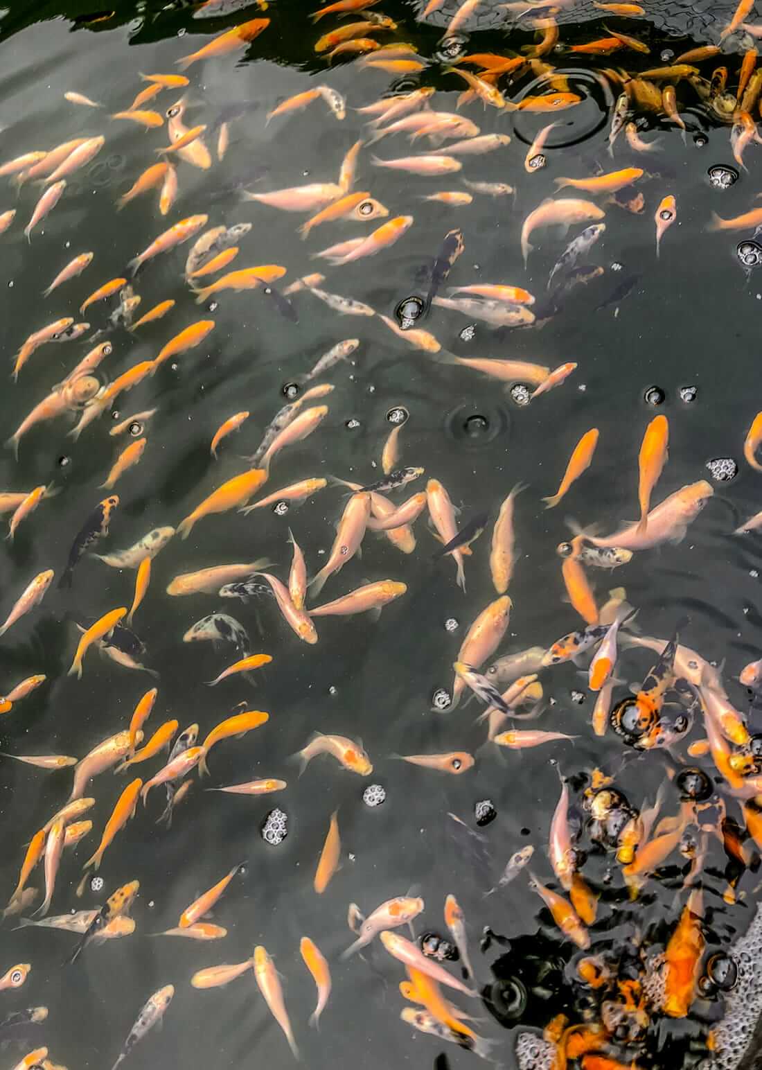 baby koi for sale in chesterfield baby koi for sale in chesterfield
