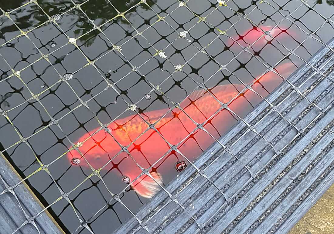 buy koi east hampshire buy koi in east hampshire