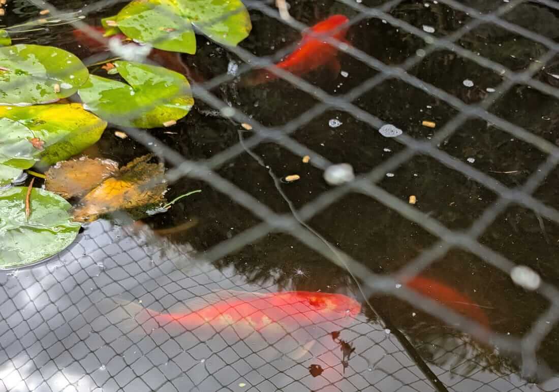 mixed koi for sale in cheshire