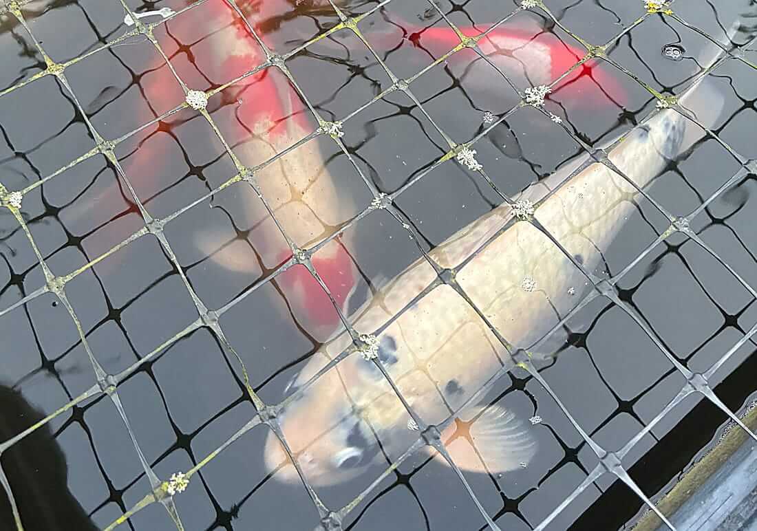 buy koi in east hampshire buy koi in east hampshire