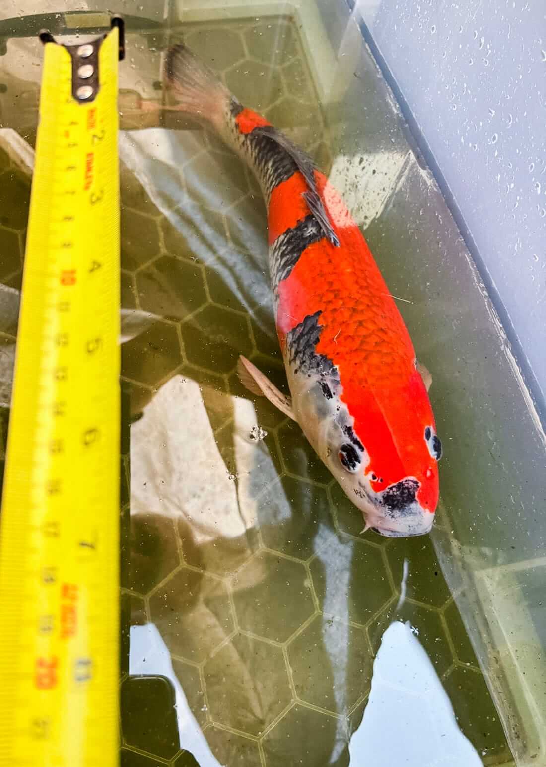goshiki for sale in hertfordshire