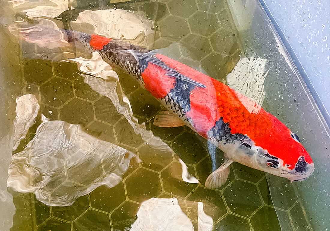 goshiki koi for sale in hertfordshire