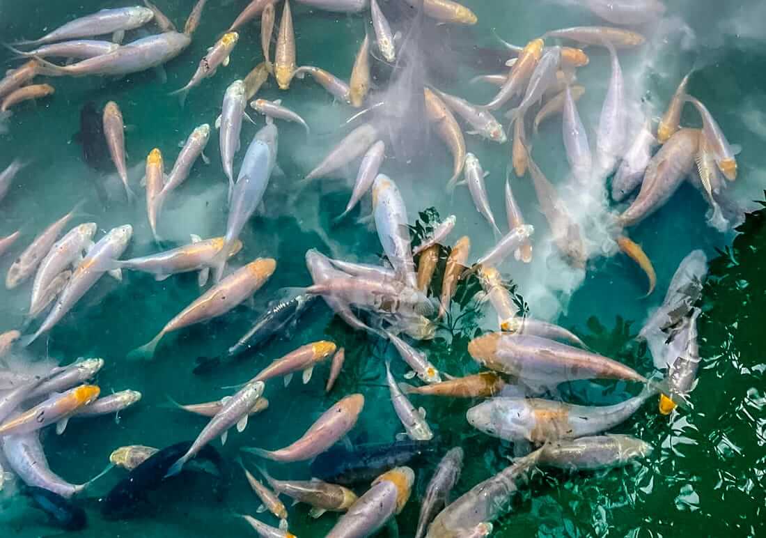 juvenile koi derbyshire