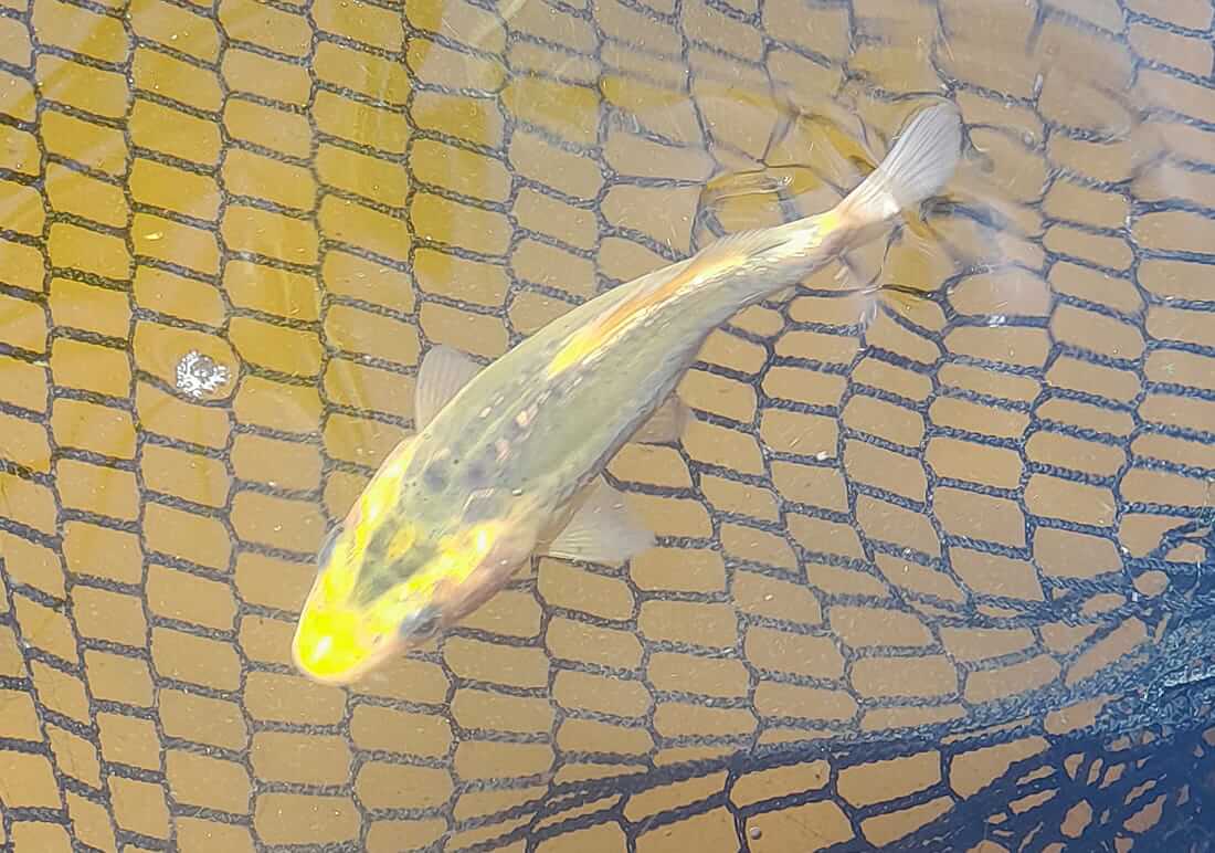 juvenile koi