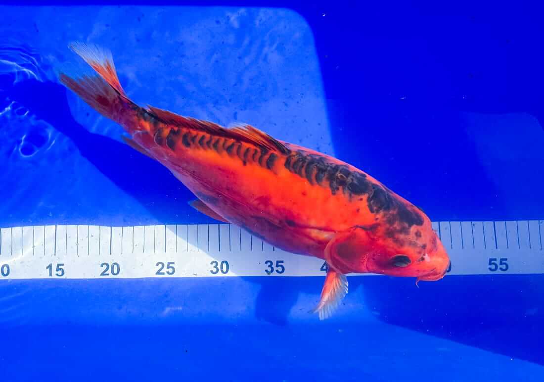koi for sale in county durham