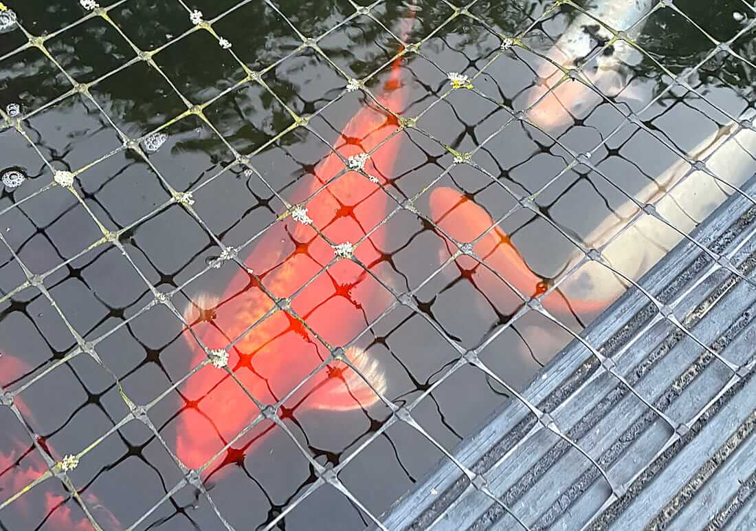 koi for sale east hampshire buy koi in east hampshire