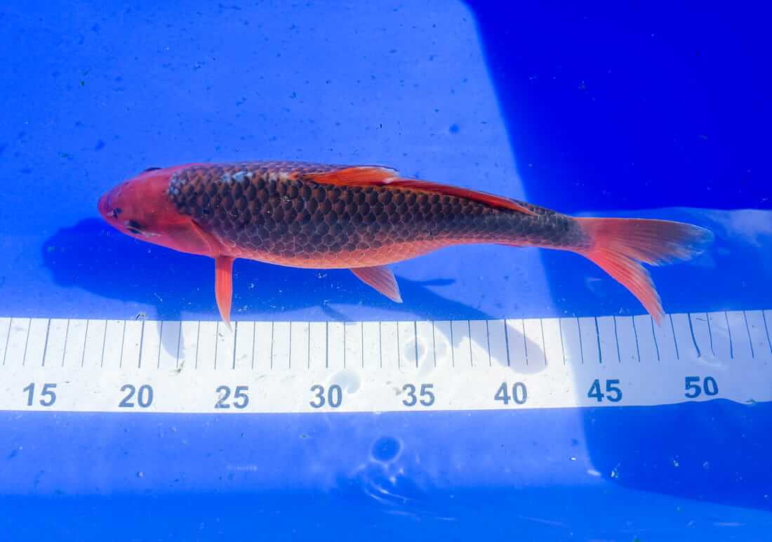 koi for sale in county durham koi for sale in county durham