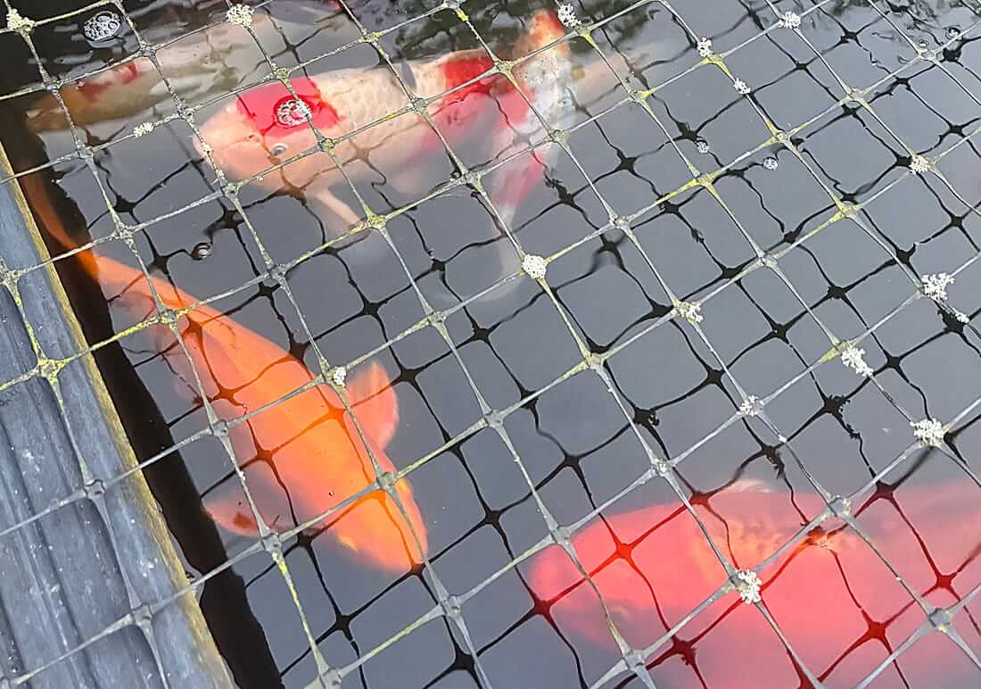 buy koi in east hampshire