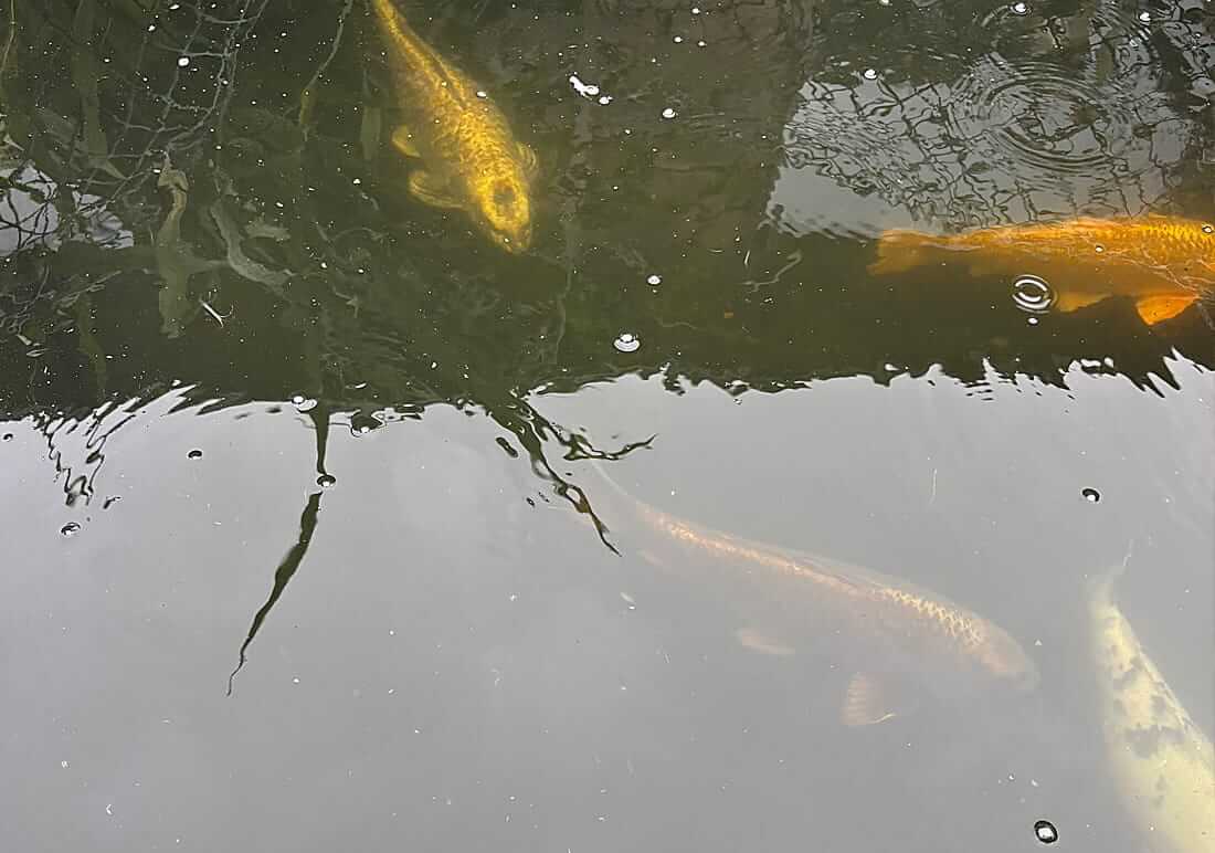 mature koi for sale in north yorkshire