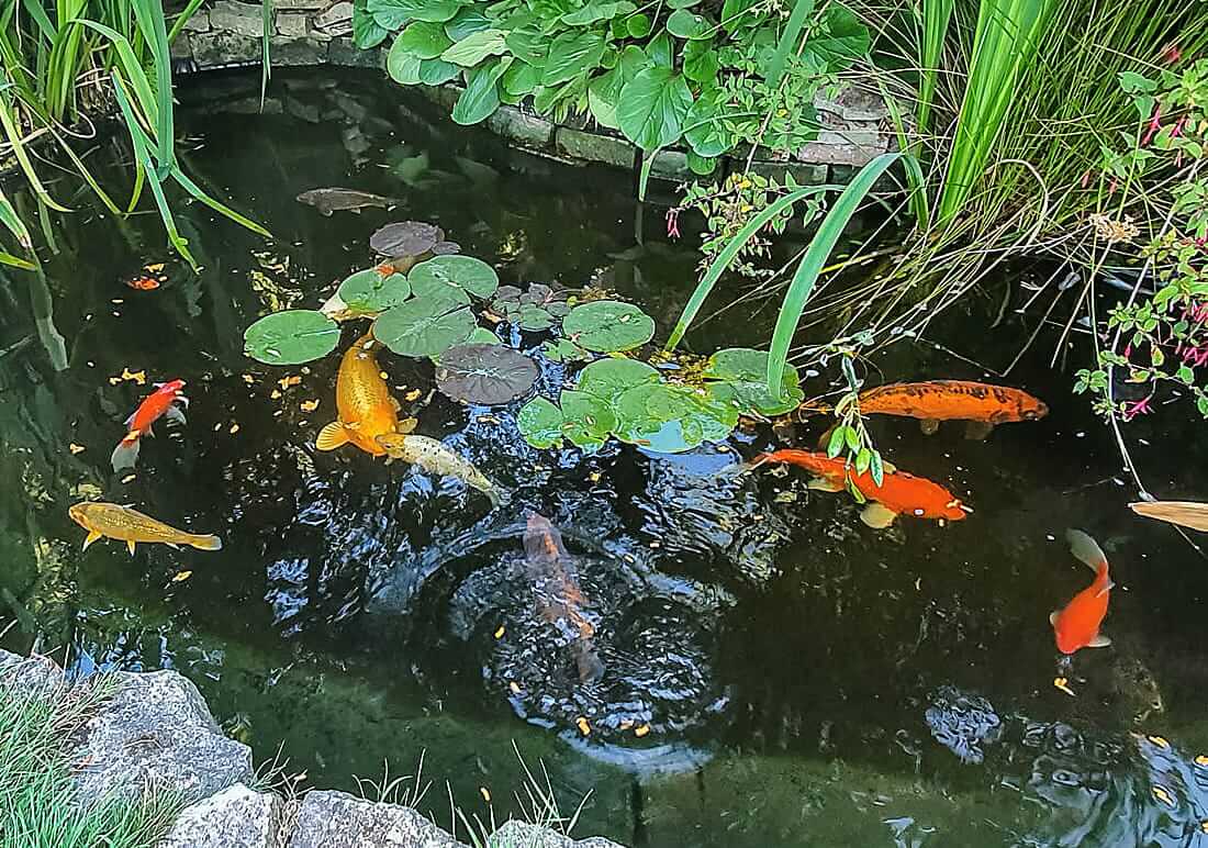koi for sale in telford