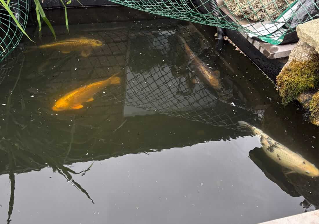 mature koi for sale in north yorkshire