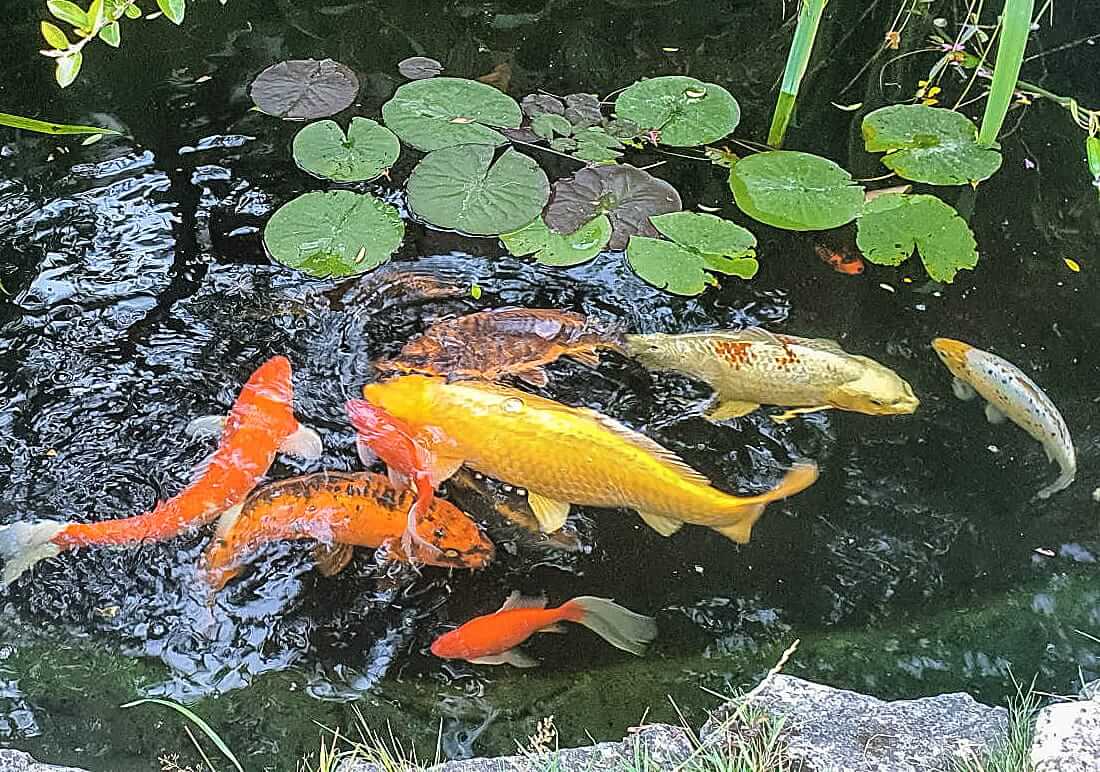 koi for sale shropshire koi for sale in telford