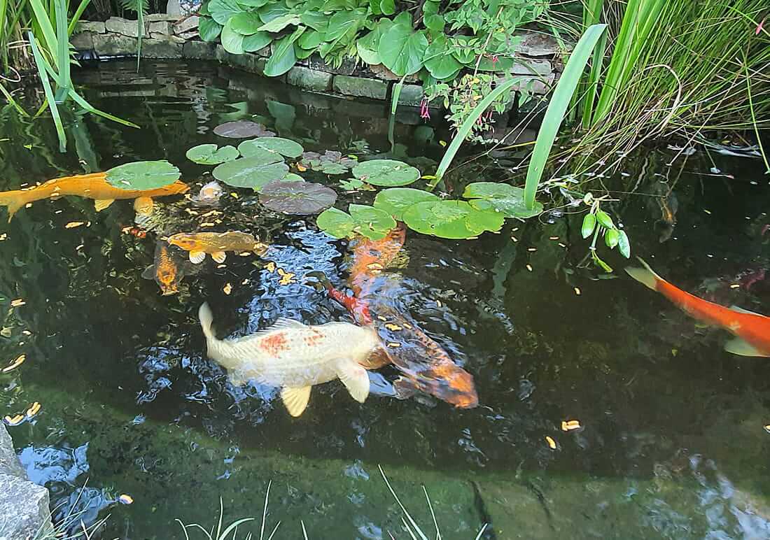 koi for sale telford koi for sale in telford