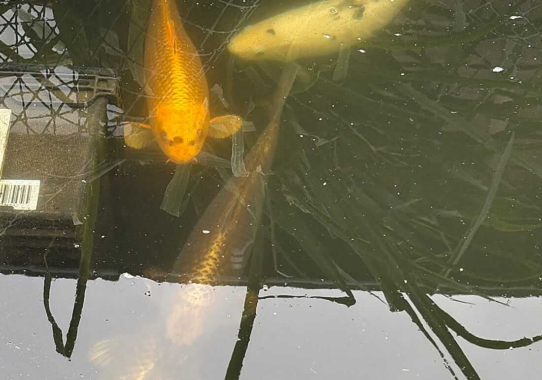 mature koi for sale in north yorkshire
