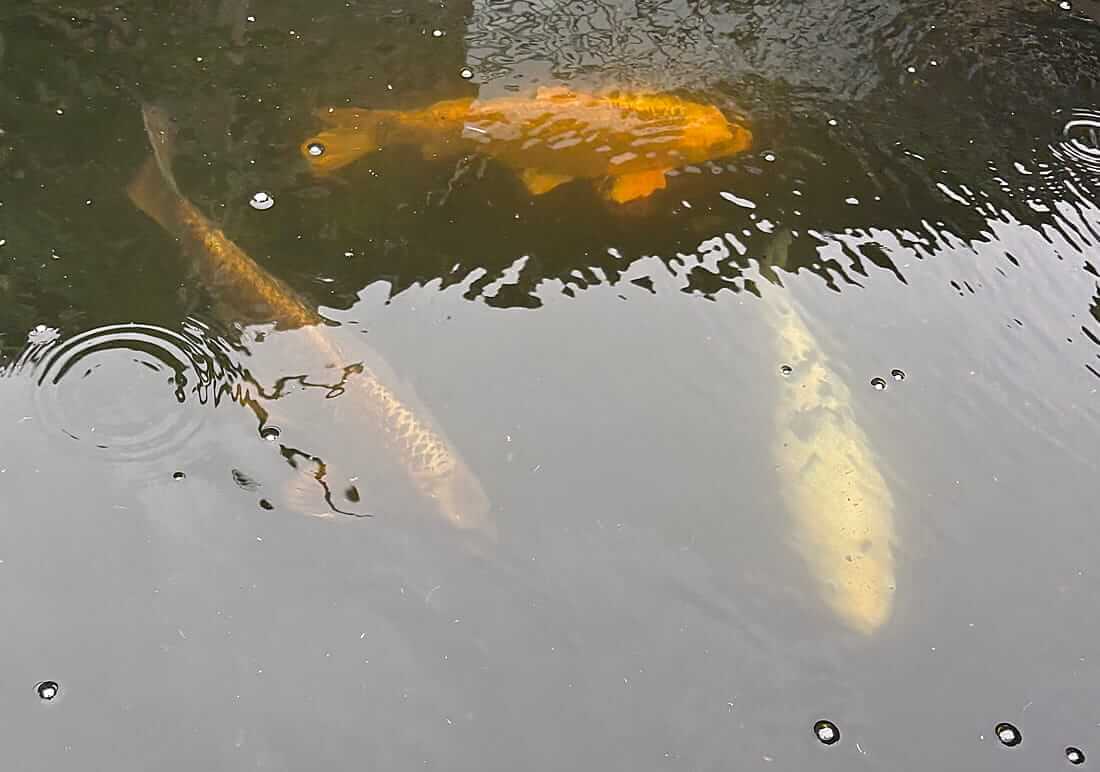 mature koi for sale in north yorkshire