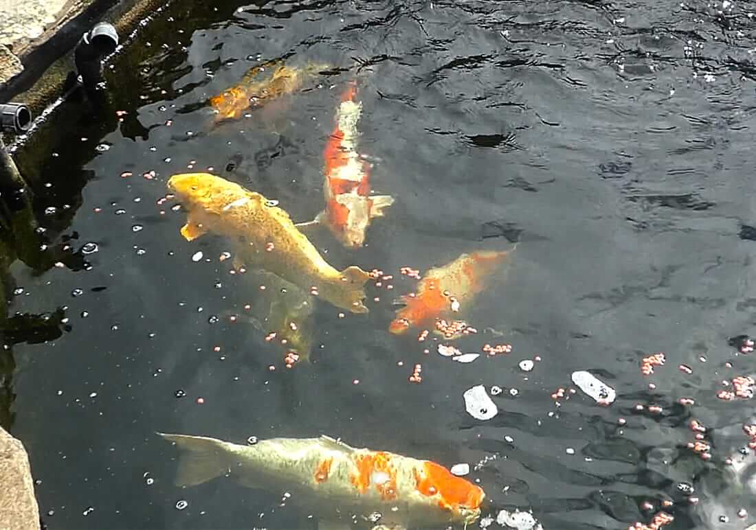mixed koi for sale barnsley mixed koi for sale near barnsley