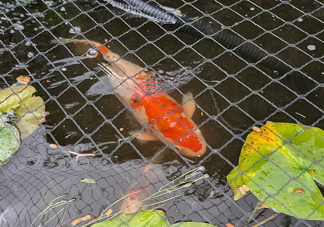 mixed koi for sale in cheshire
