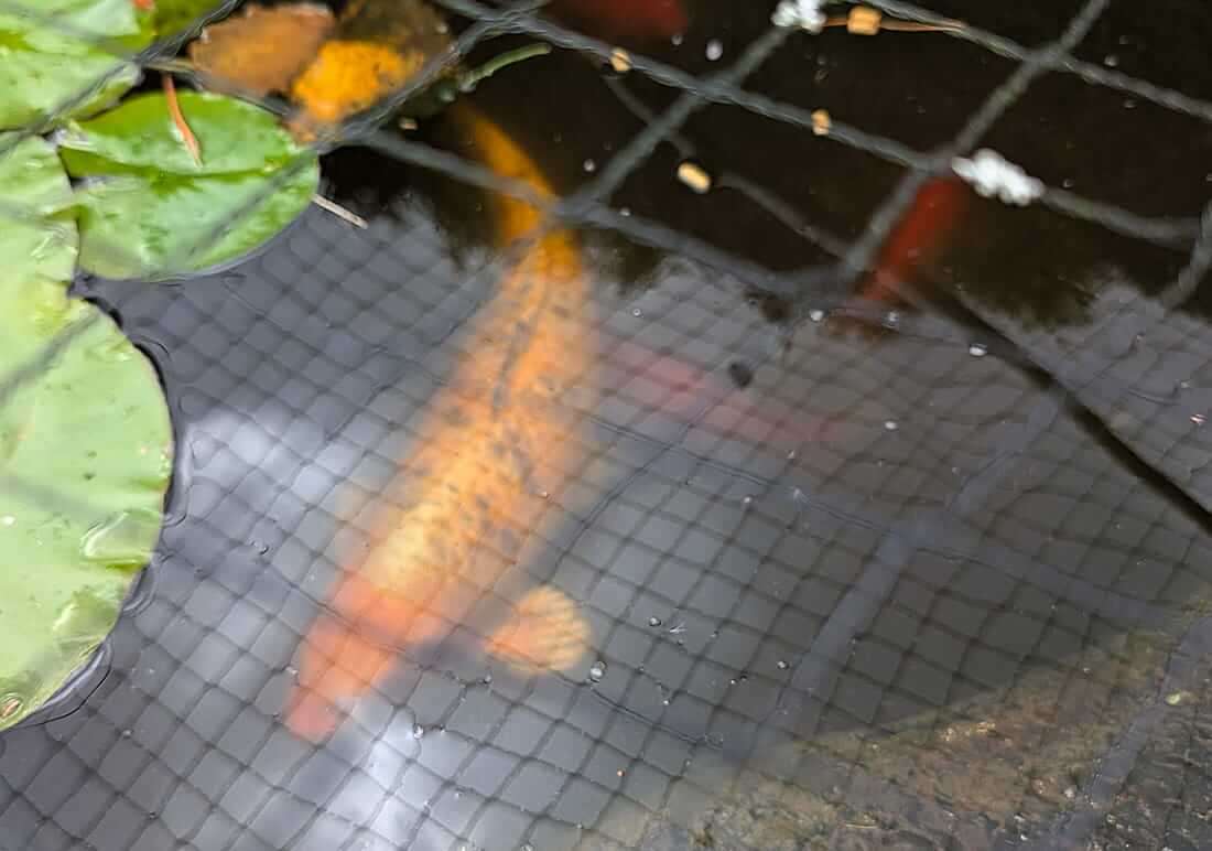 mixed koi for sale in cheshire