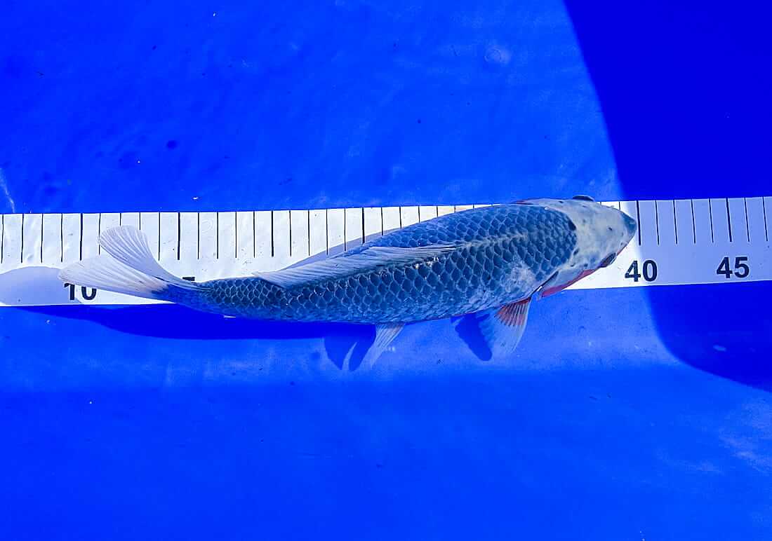 mixed koi for sale in county durham koi for sale in county durham