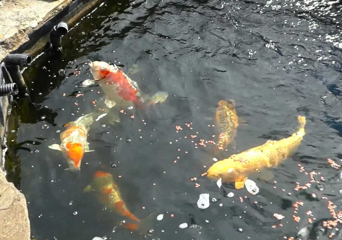 mixed koi for sale near barnsley