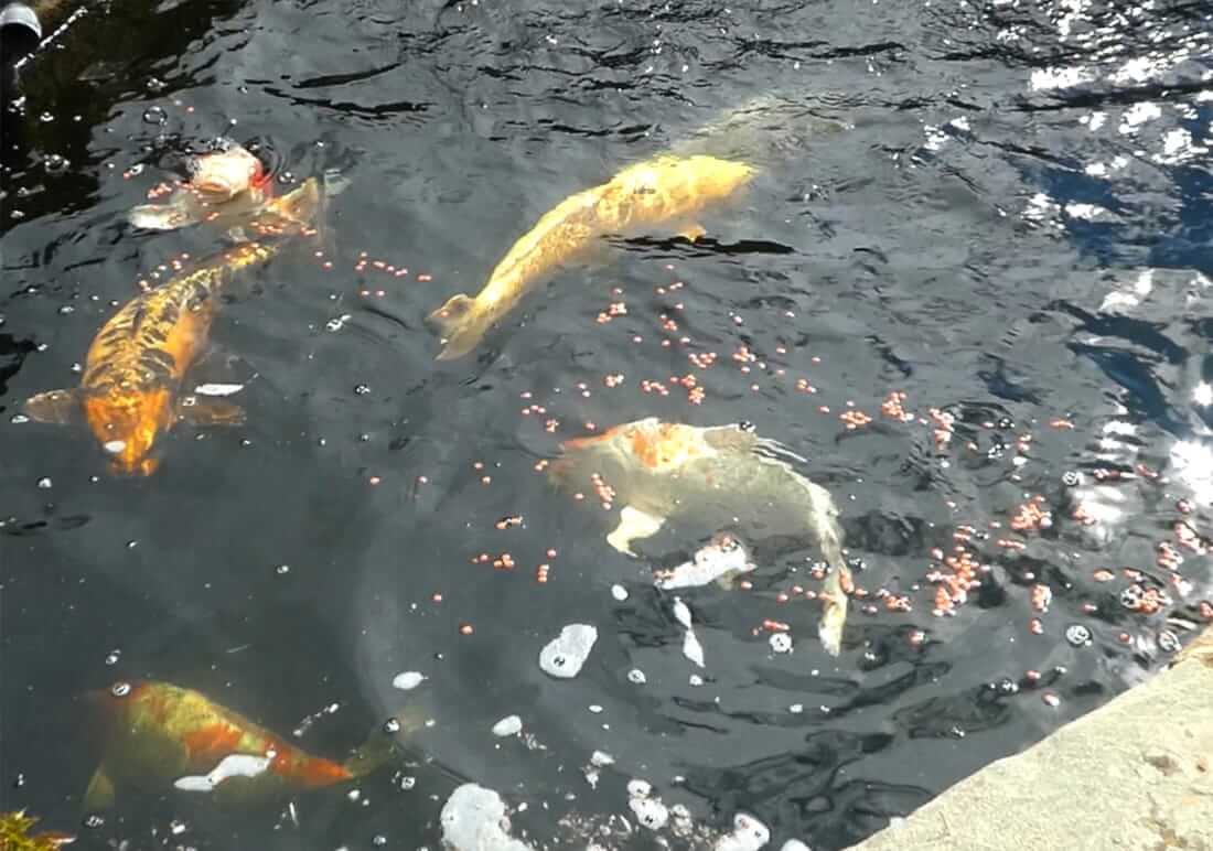 mixed koi for sale south yorkshire mixed koi for sale near barnsley